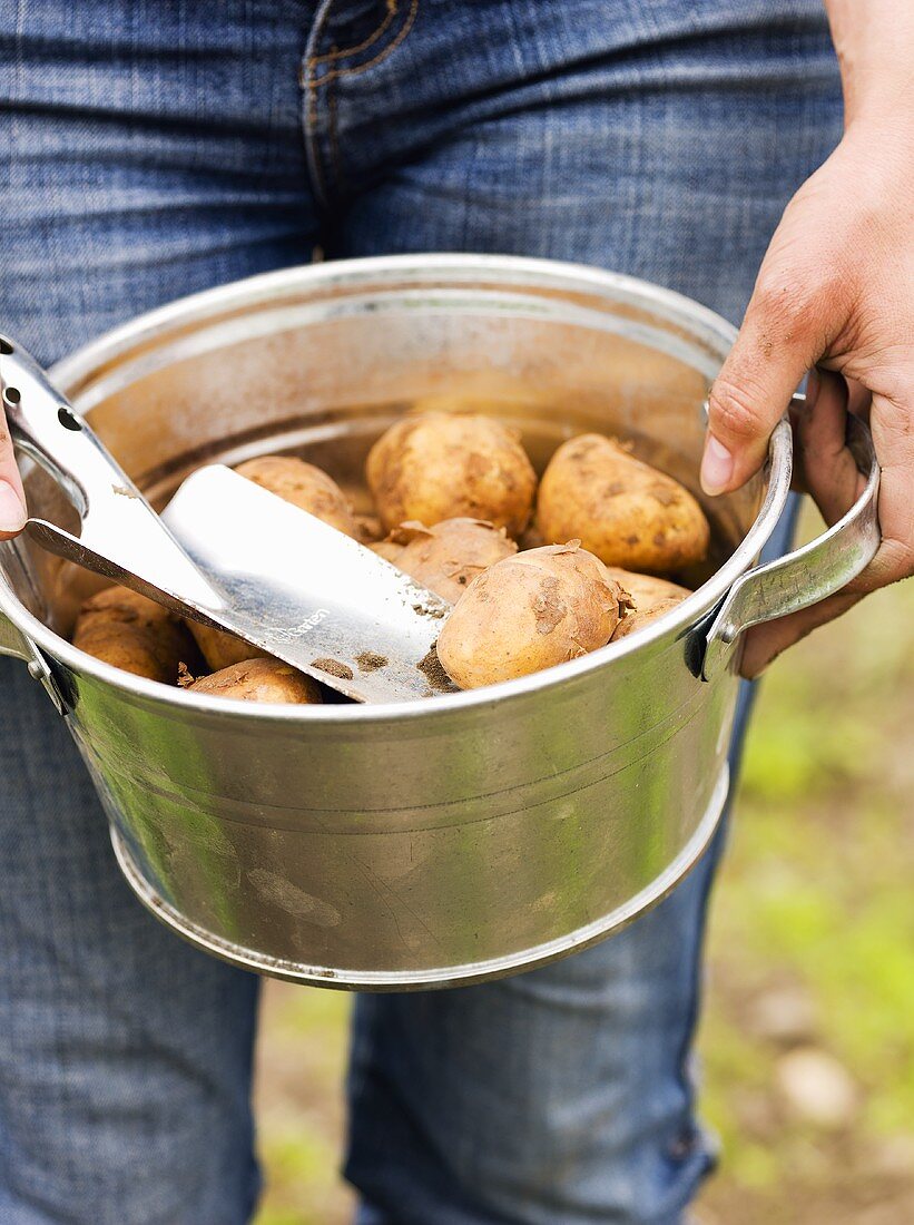 Frau hält Eimer mit frisch geernteten Kartoffeln