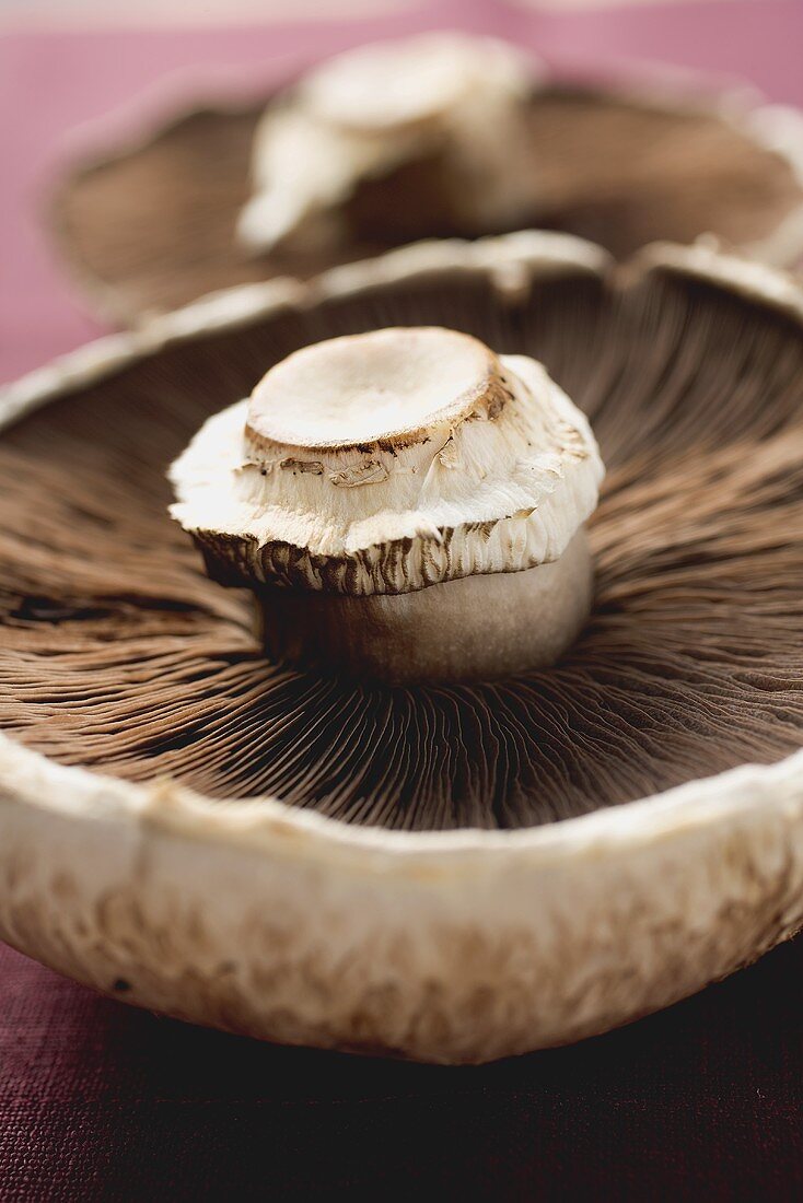Portobello mushrooms from below (close-up)