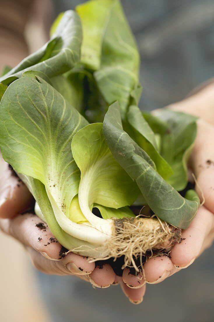 Hands holding green cicorino