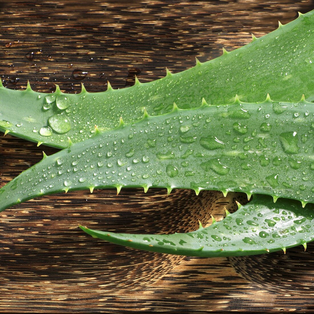 Aloe Vera Blätter mit Wassertropfen in Holzschale