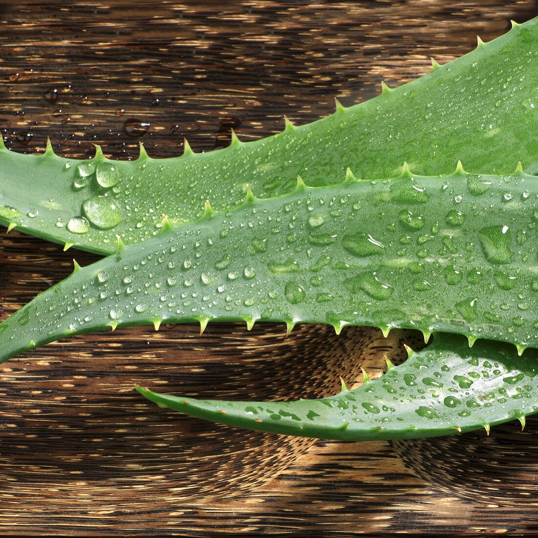 Aloe vera leaves with drops of water in wooden dish