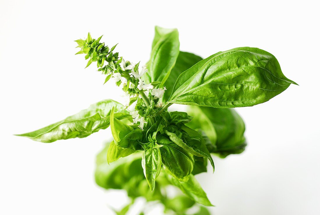 Basil with flowers