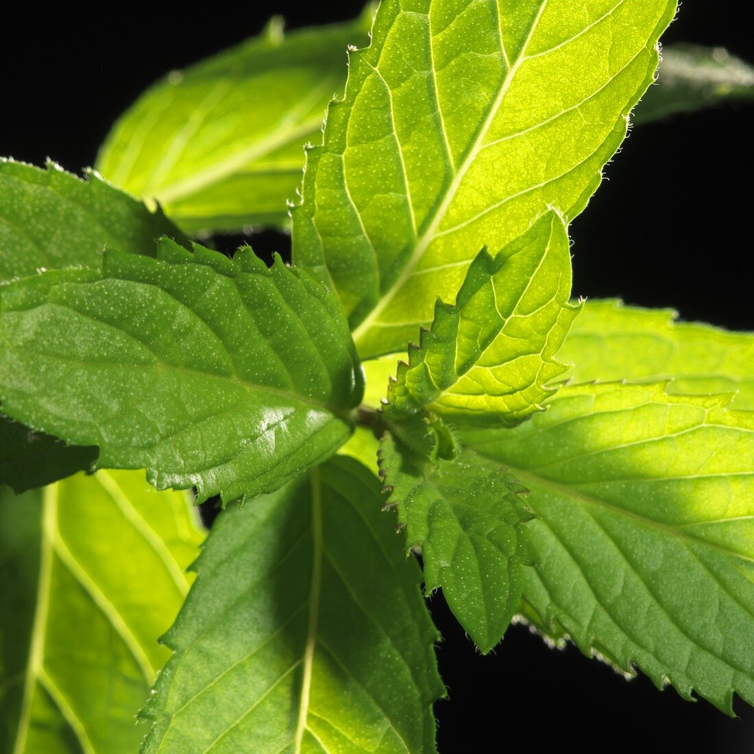 Fresh mint (close-up)