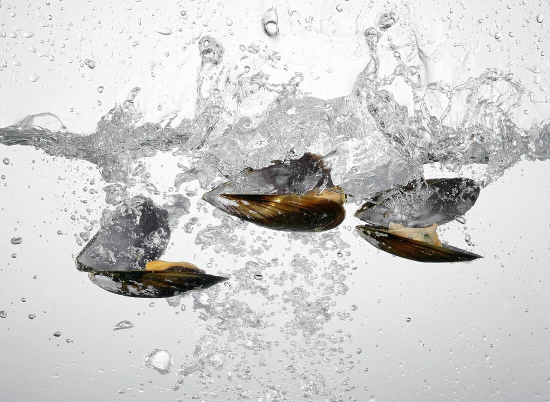Mussels falling into water