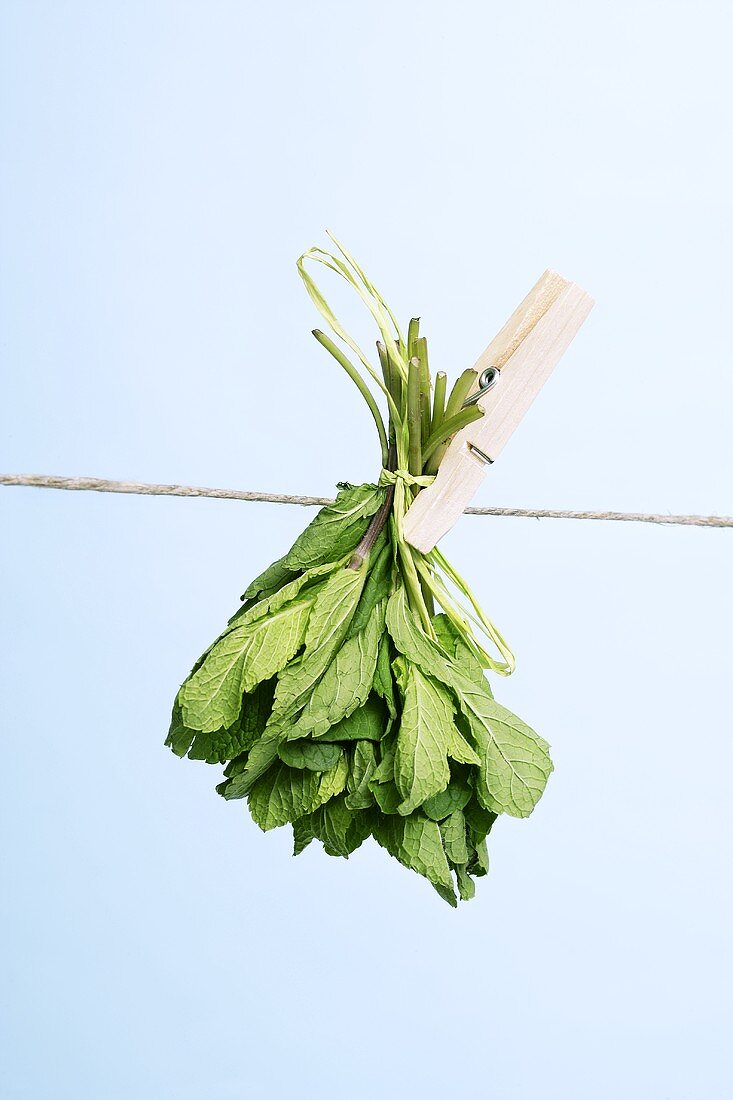 Mint drying on a washing line