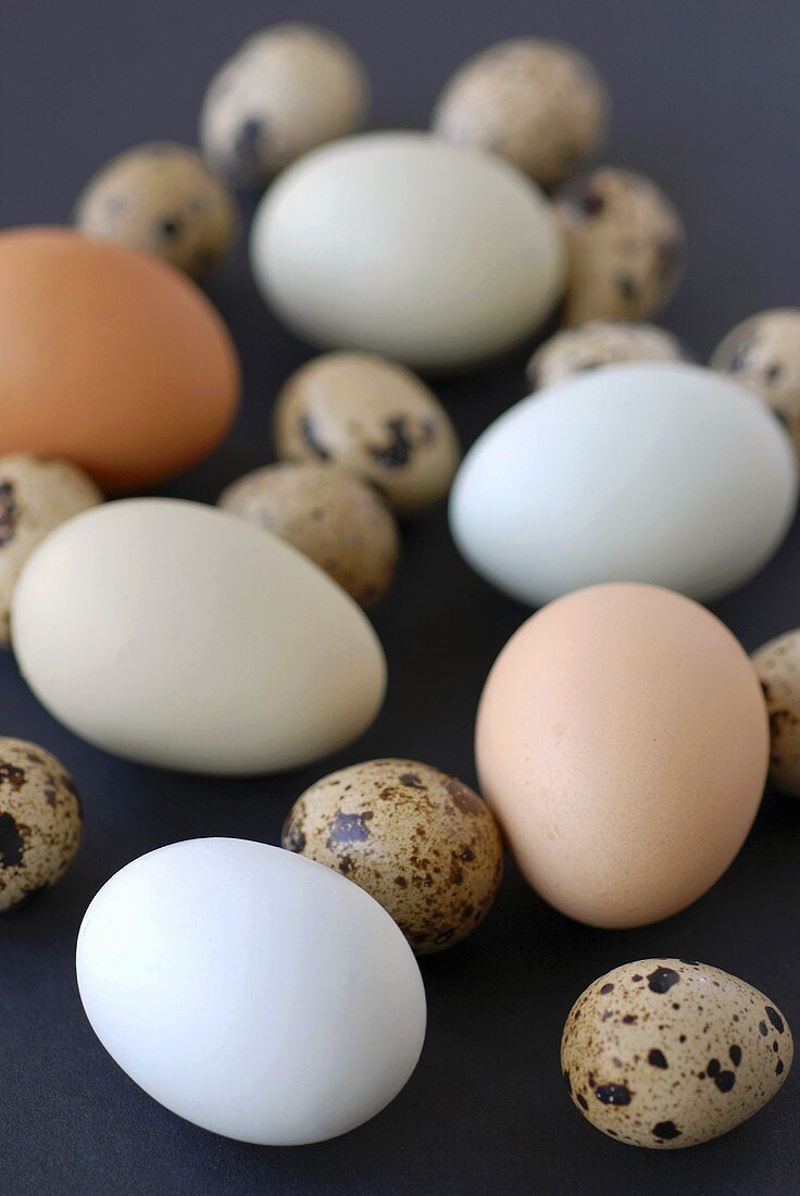 Quails' eggs and hens' eggs