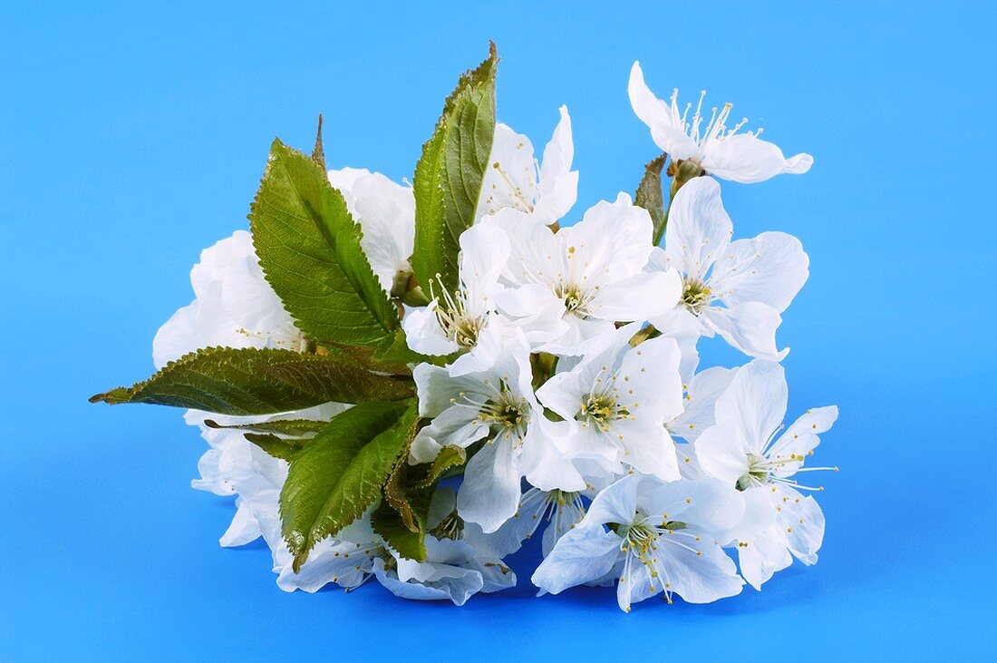 Cherry blossom with leaves