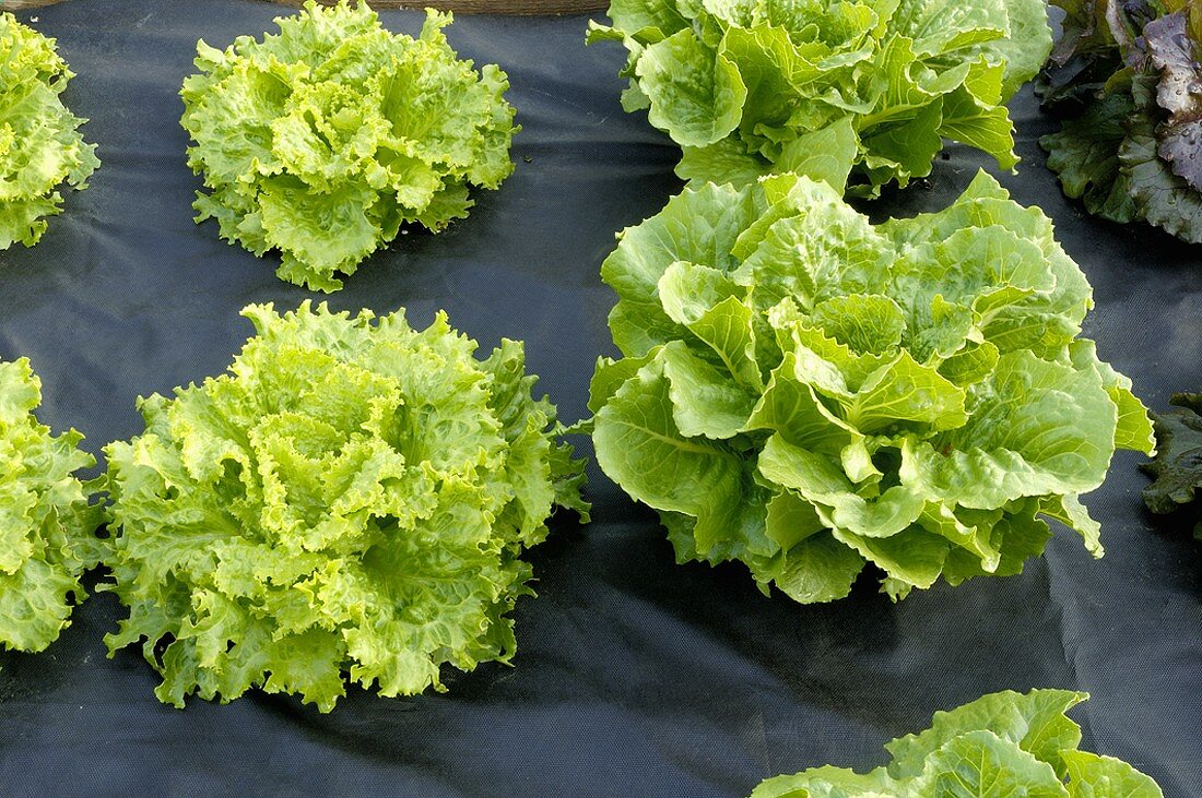 Lollo bionda and romaine lettuce with black plastic mulch