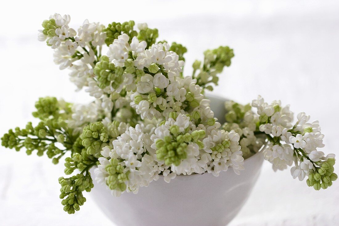 White lilac in small porcelain bowl