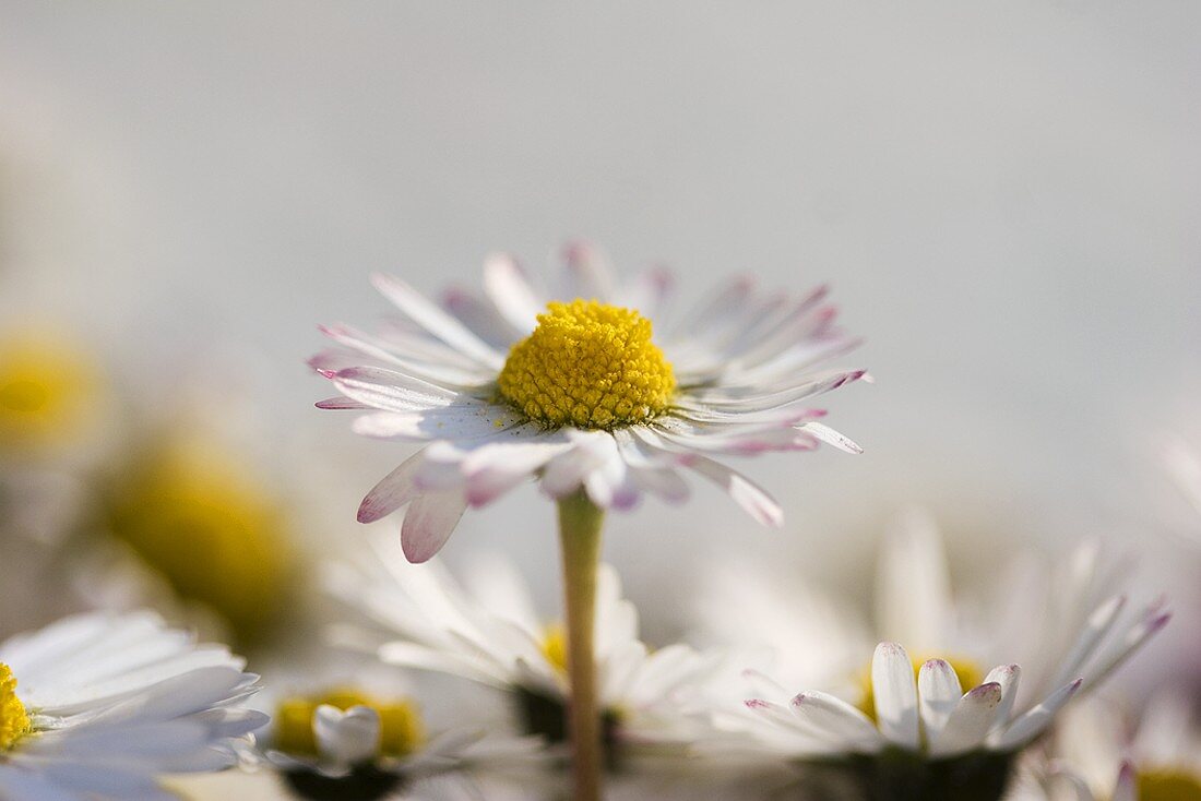 Daisy (close-up)