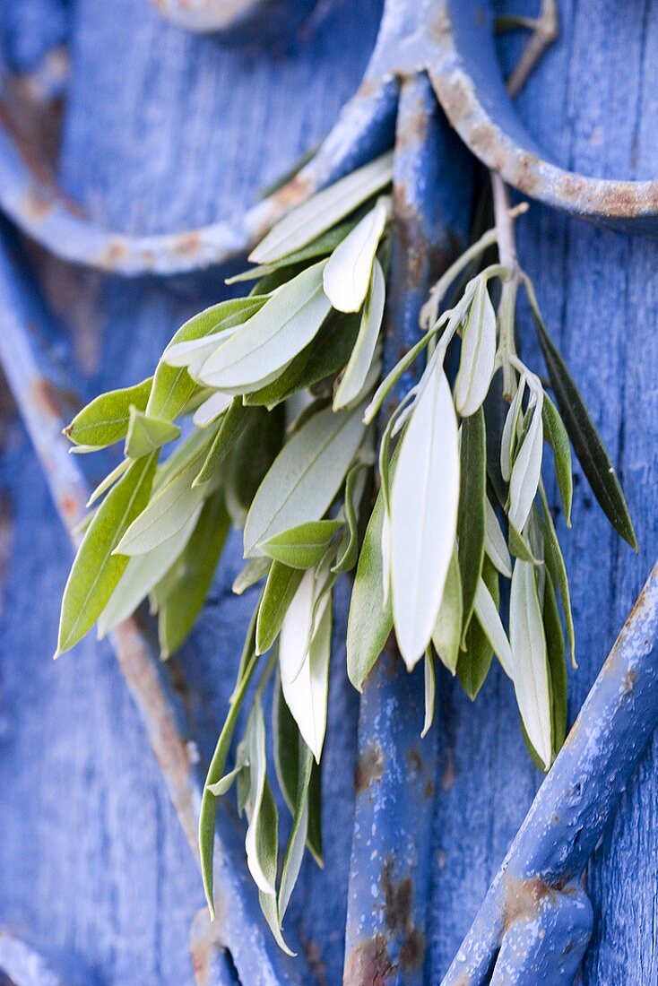 Olive branch on blue painted wooden wall