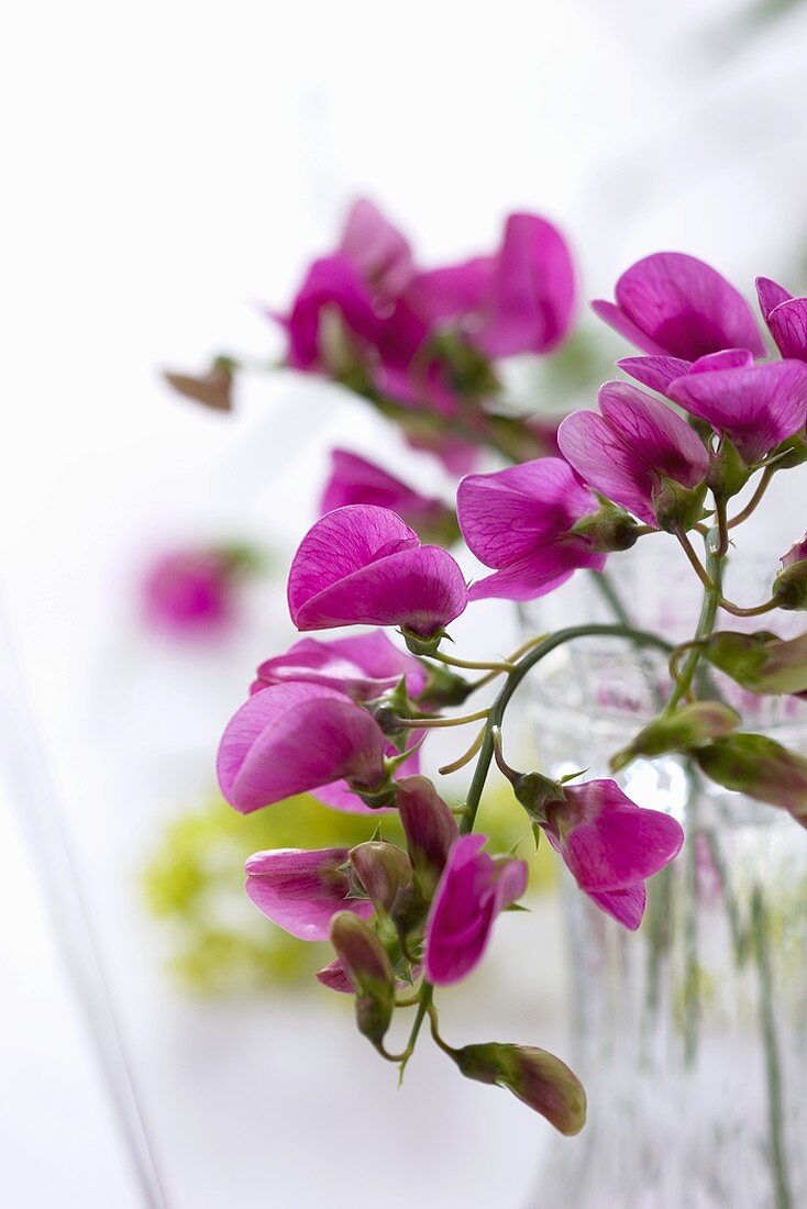 Sweet peas in glass vase