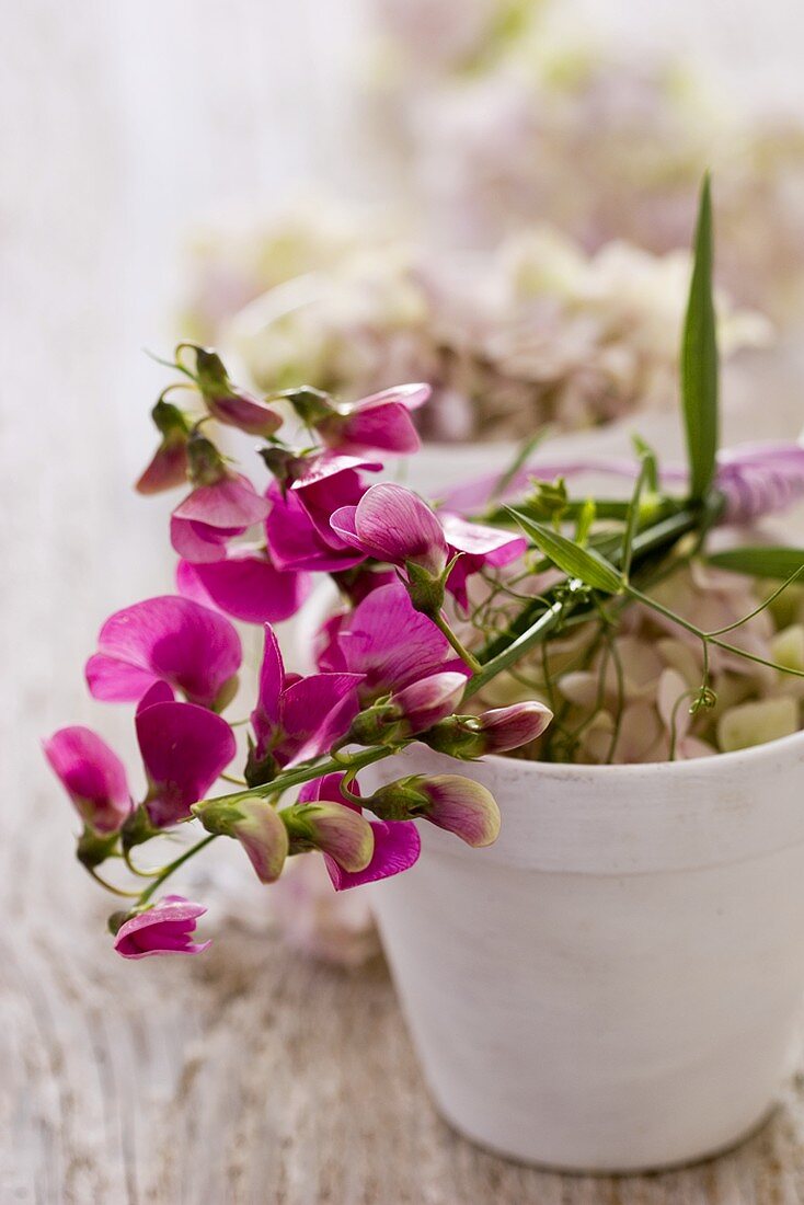 Purple sweet peas and hydrangeas in flowerpot