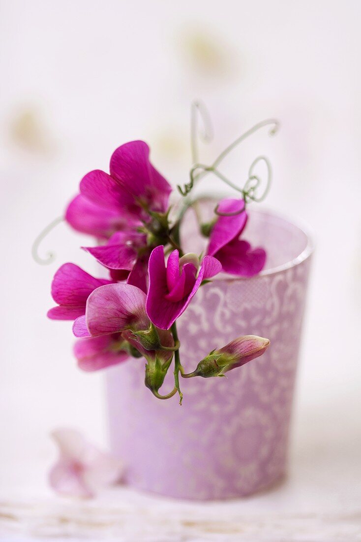 Violette Wicken in Vase