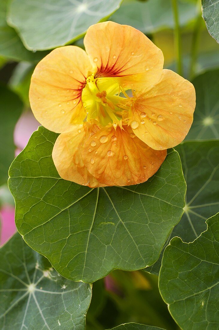 Nasturtium with flower