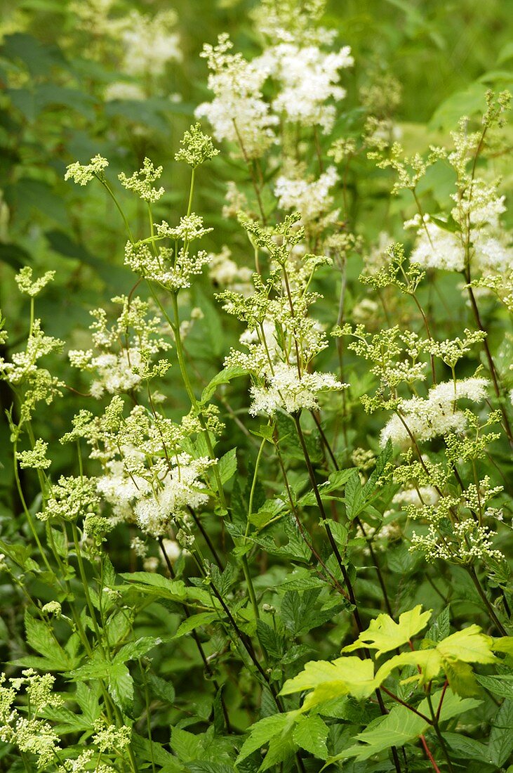 Meadowsweet in the open air