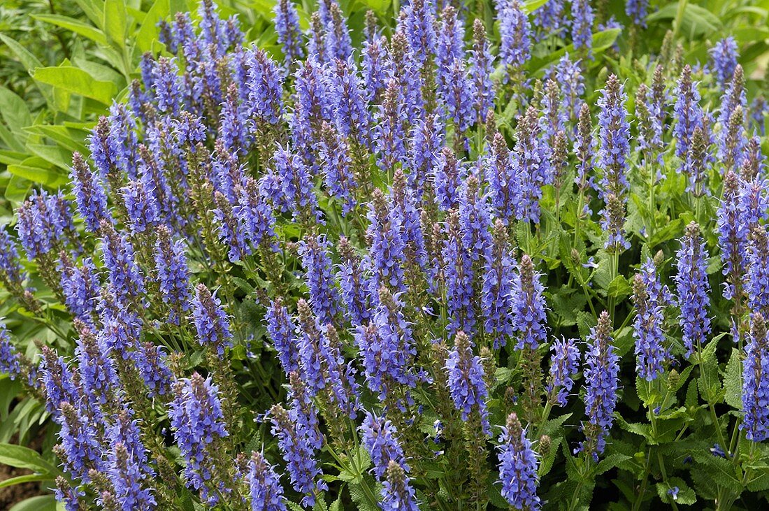 Flowering betony