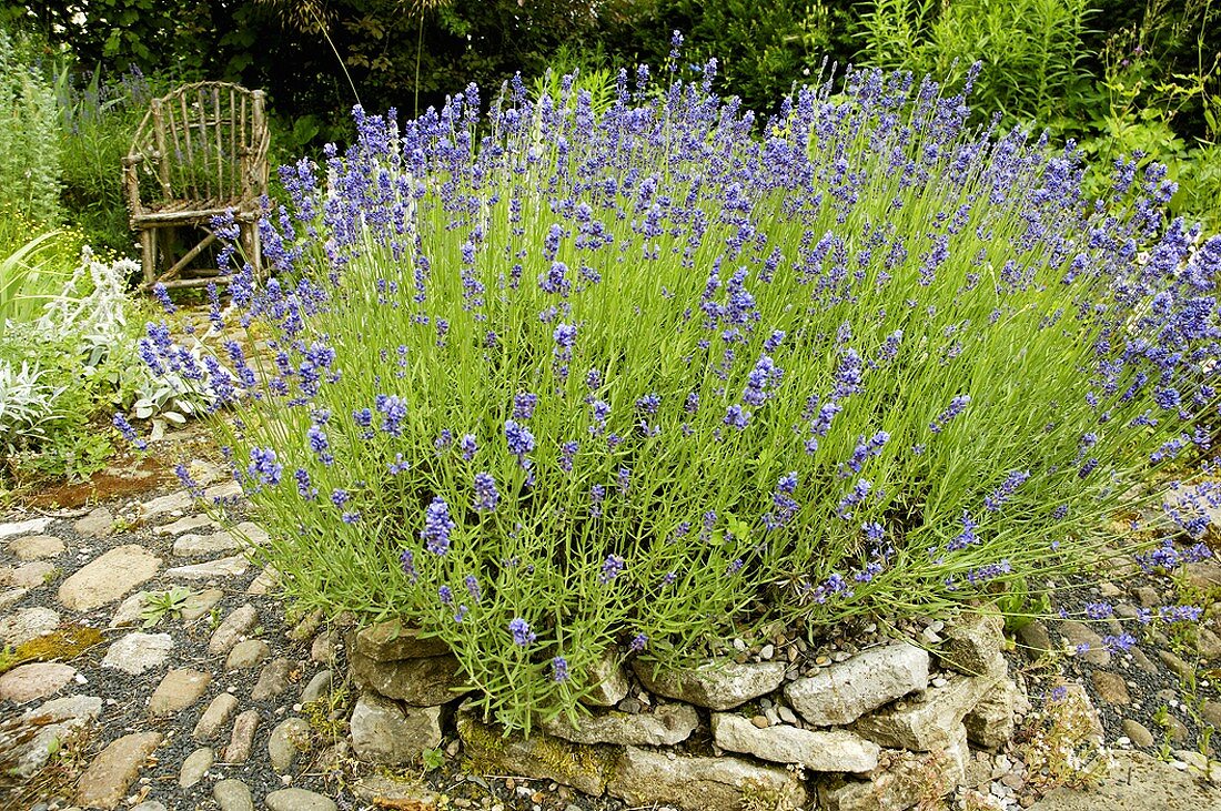 Flowering lavender in herb garden