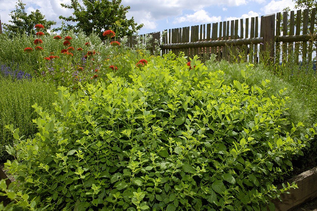 Lemon balm in herb garden