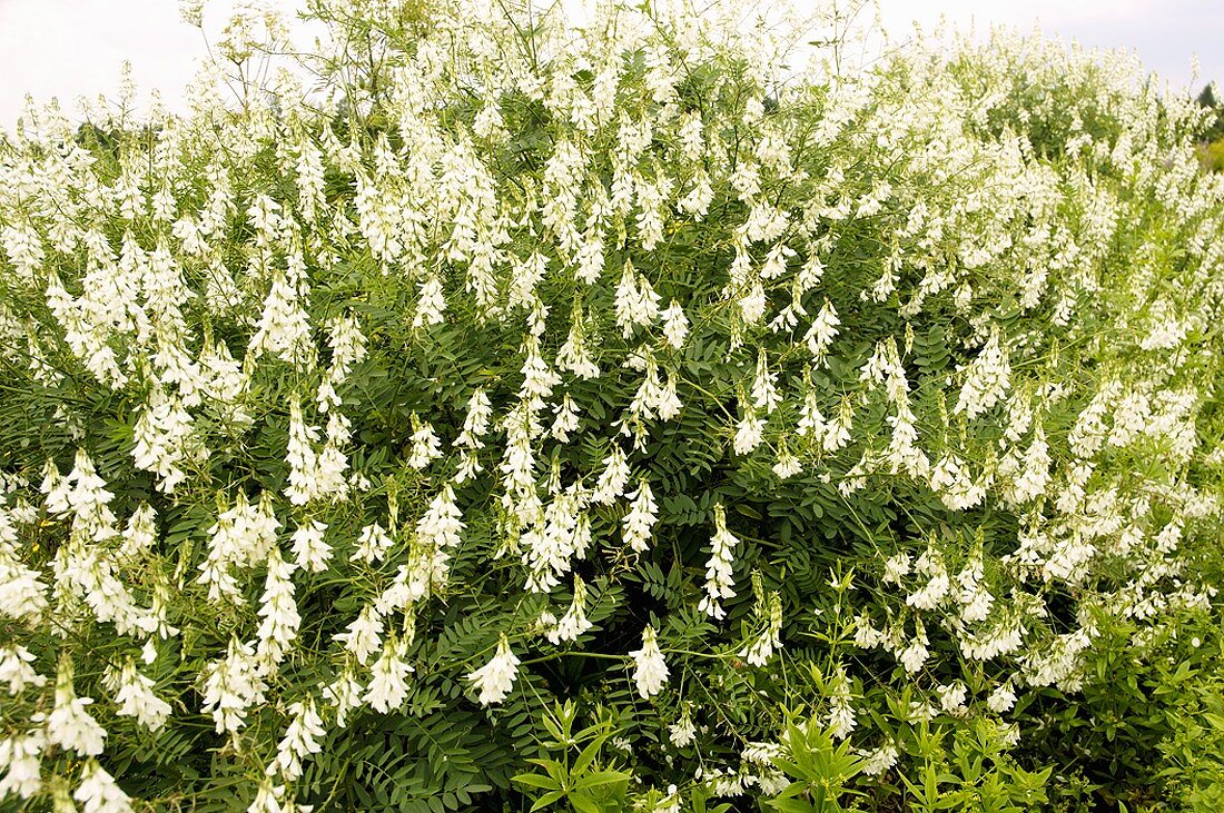 Geissraute mit Blüten