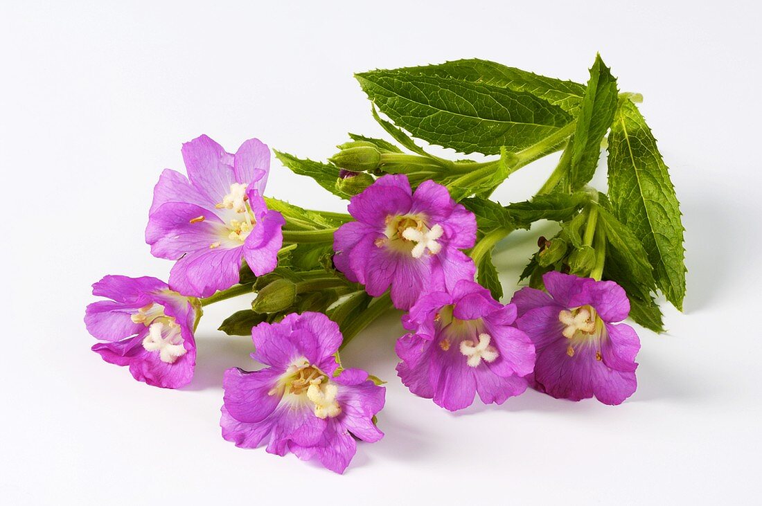 Zottiges Weidenröschen (Epilobium hirsutum) mit Blüten