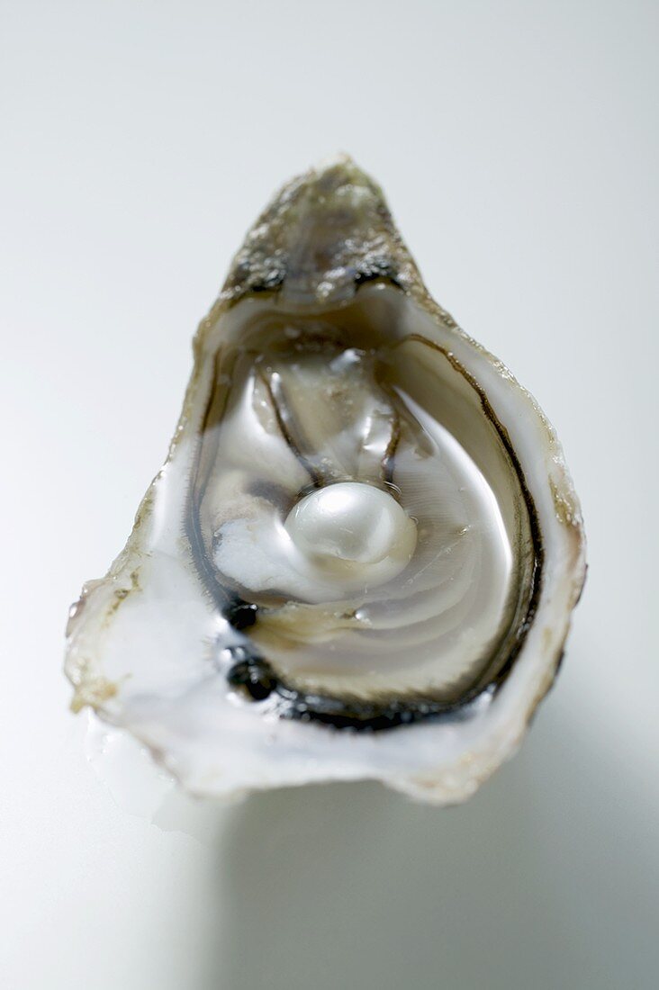 Auster mit Perle (Draufsicht)