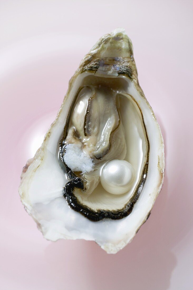 Frische Auster mit Perle (Draufsicht)