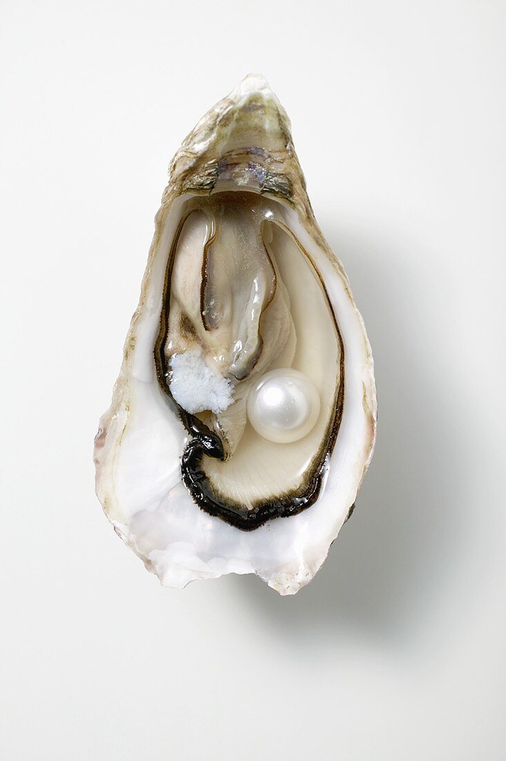 Frische Auster mit Perle (Draufsicht)