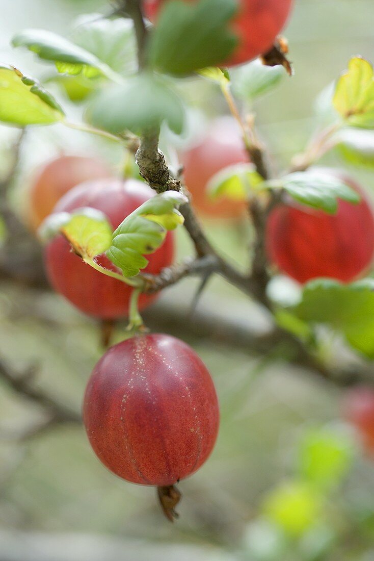 Red gooseberries on the bush