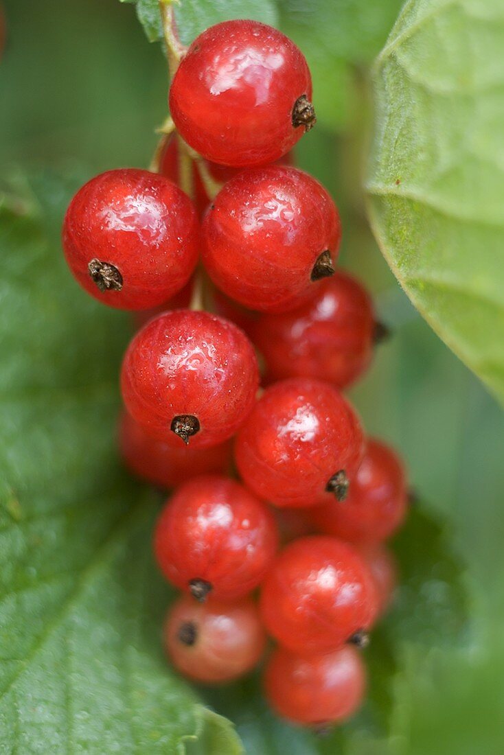 Rote Johannisbeeren am Strauch (Close Up)