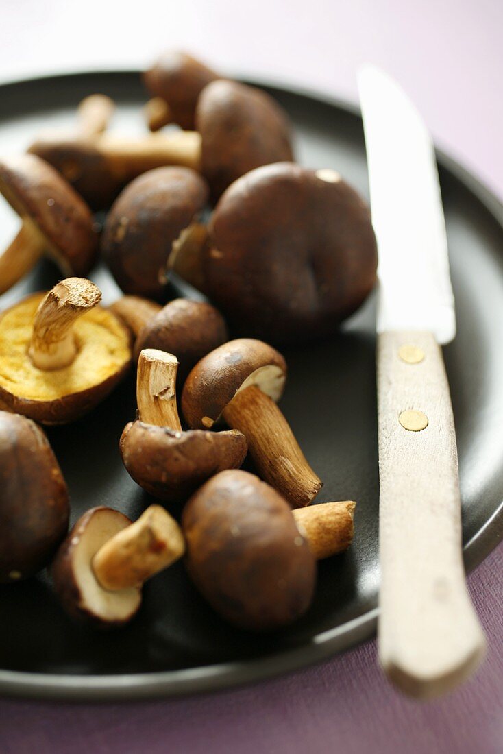 Bay boletes on brown plate with knife