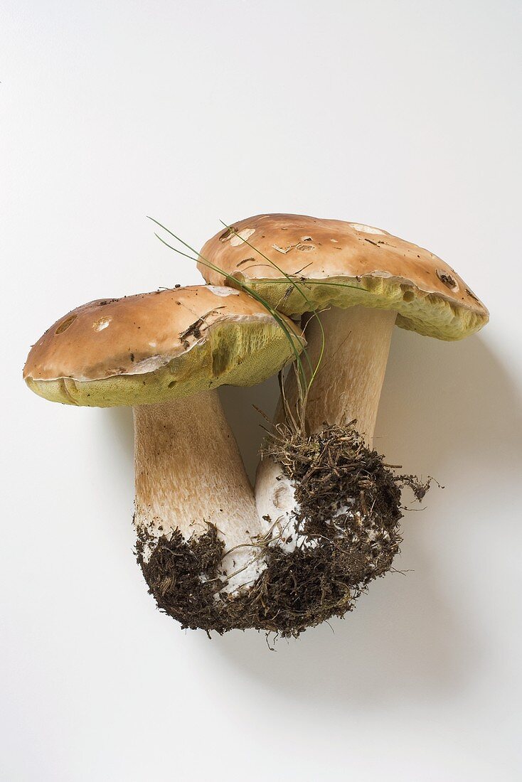 Two ceps, grown together, with soil