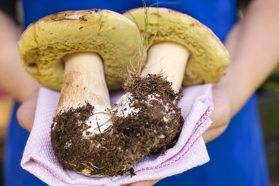 Hände halten zwei frische Steinpilze auf Tuch