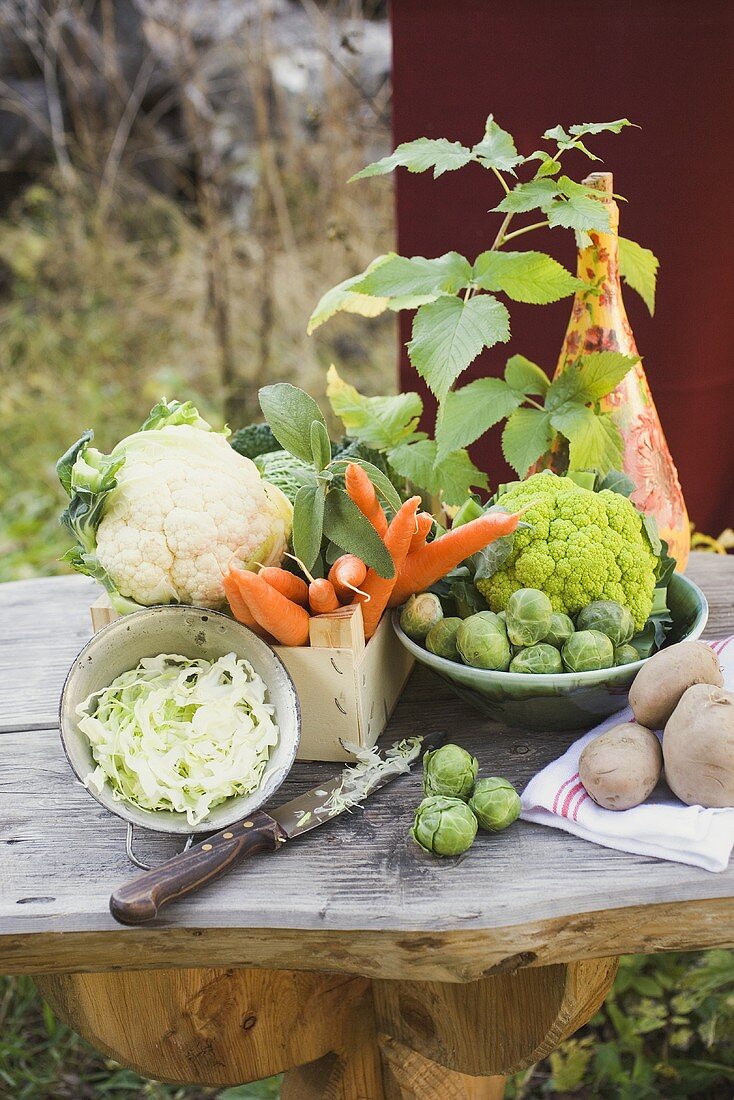 Herbstliches Gemüsestillleben mit Kohl, Kartoffeln und Möhren