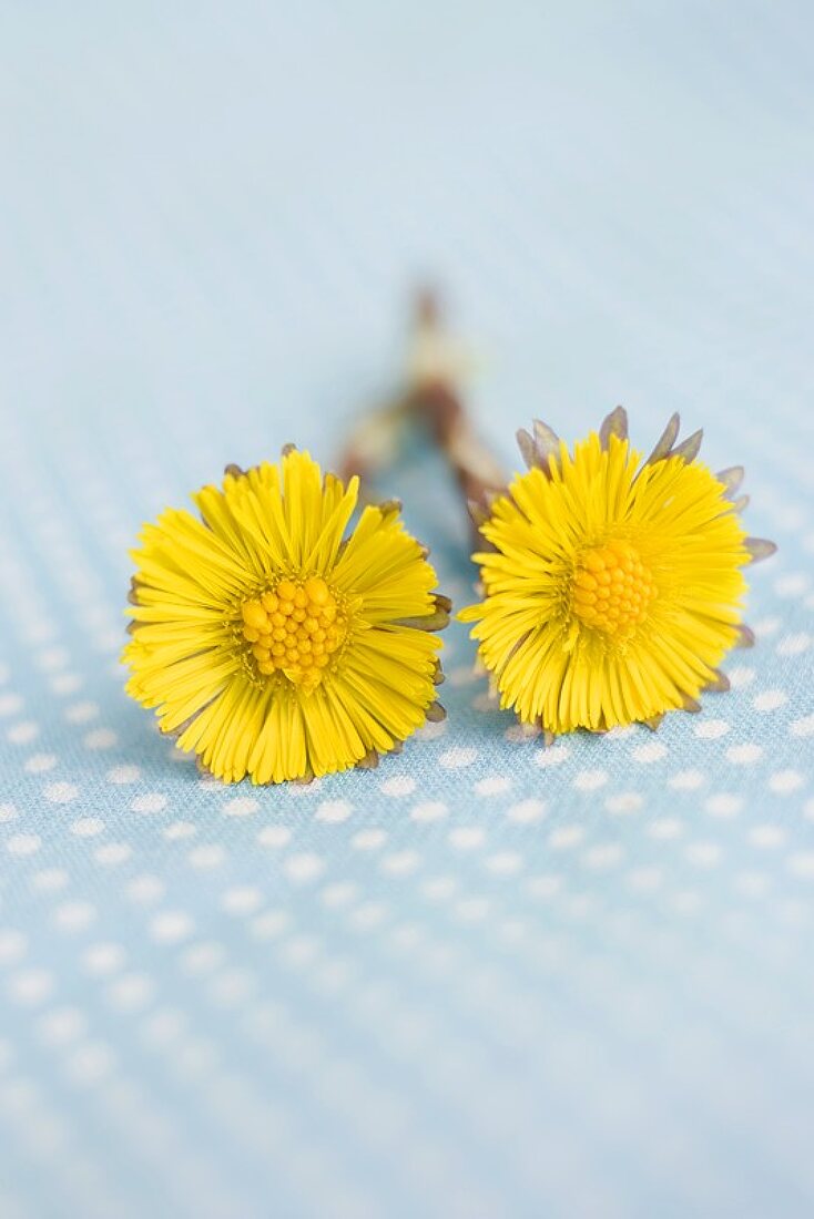 Two coltsfoot flowers on a blue background