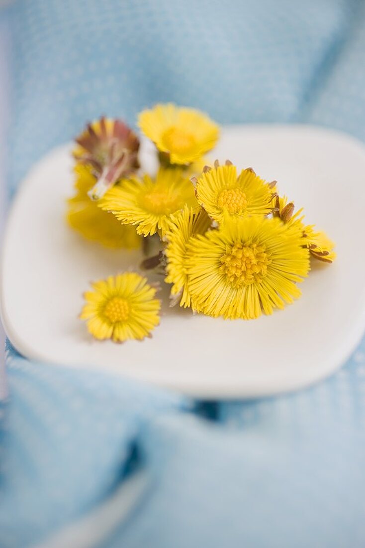 Coltsfoot flowers on a white plate