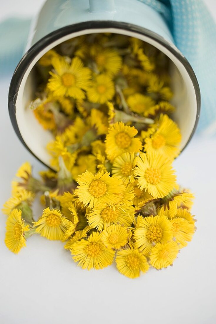 Coltsfoot flowers in an upset pot