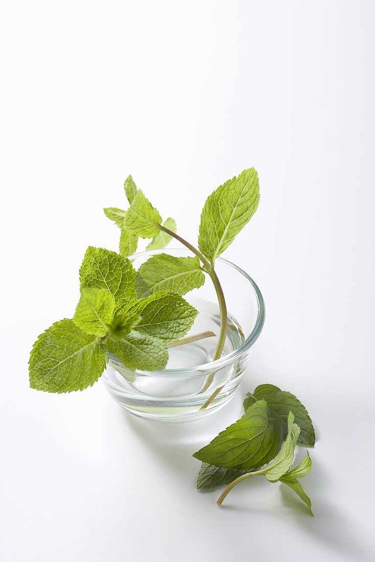 Mint Sprig on a White Background