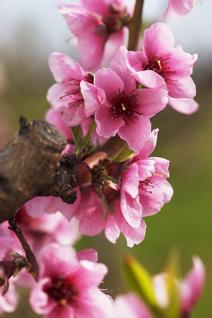 A sprig of nectarine blossoms