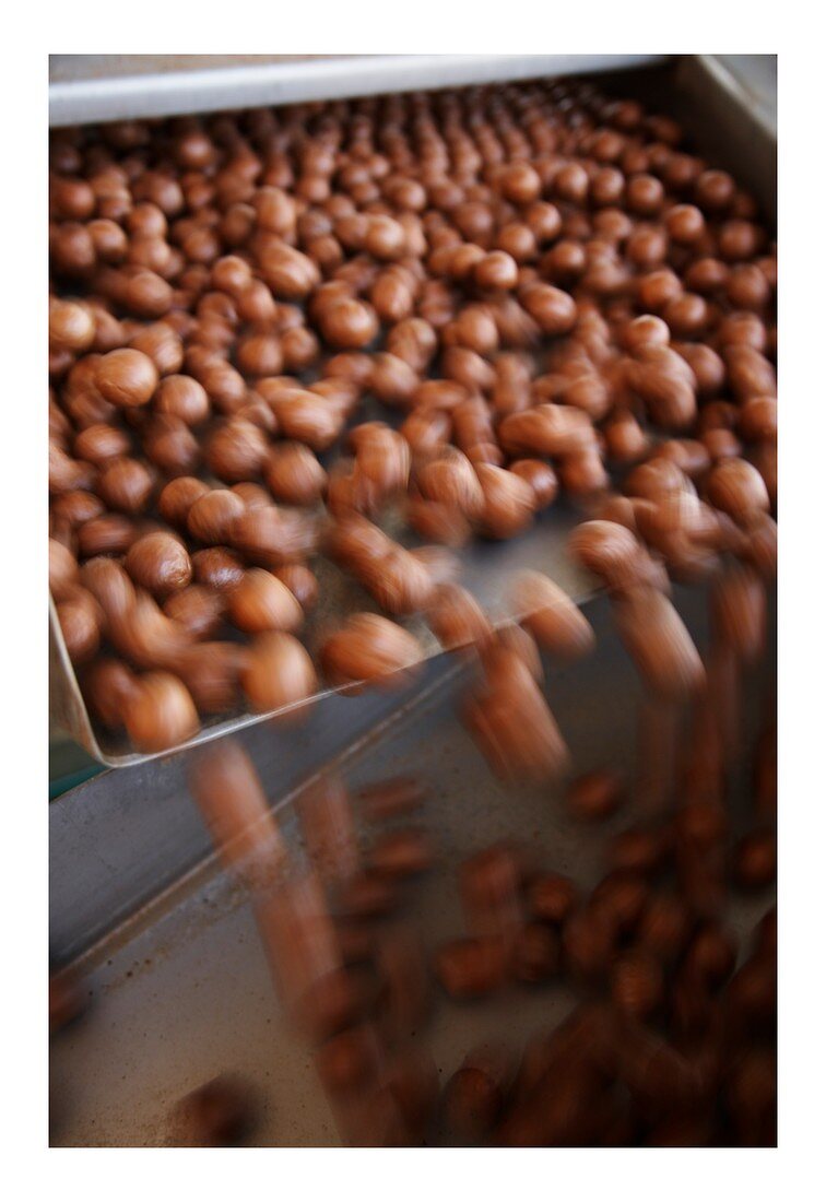 Macadamia nuts