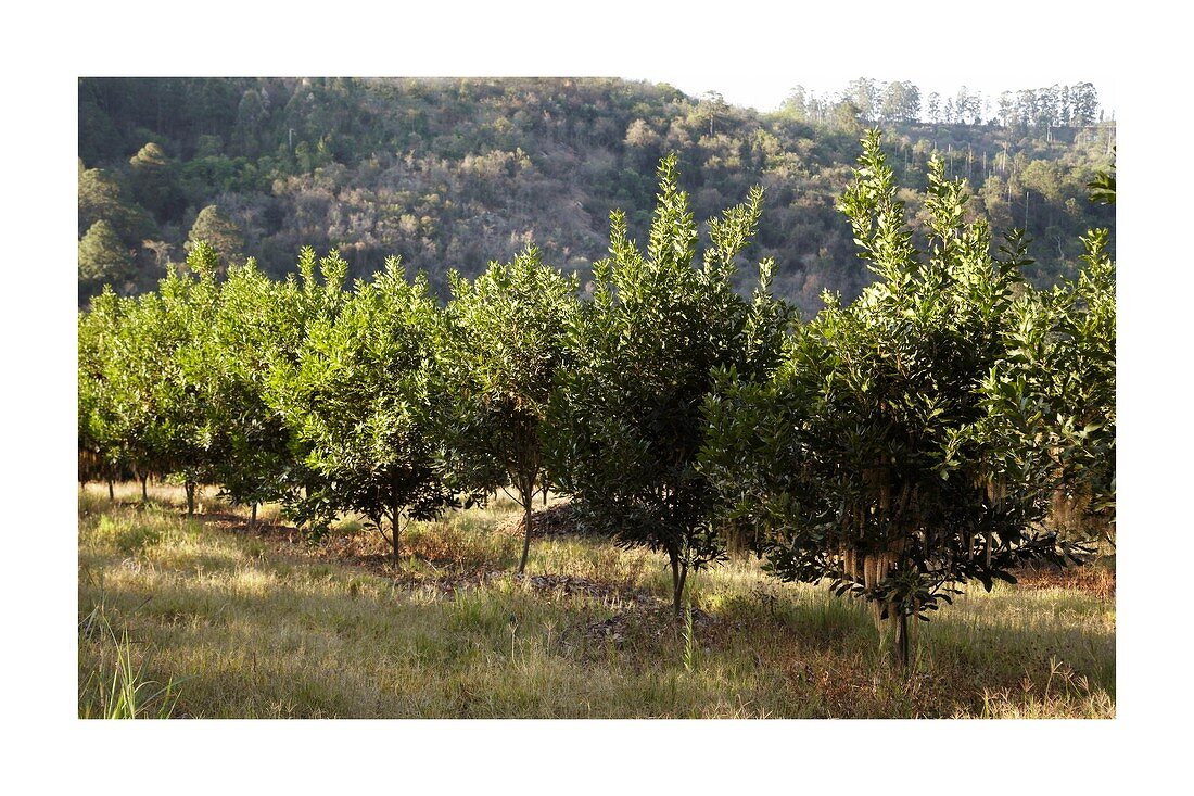 Macadamia plantation in South Africa