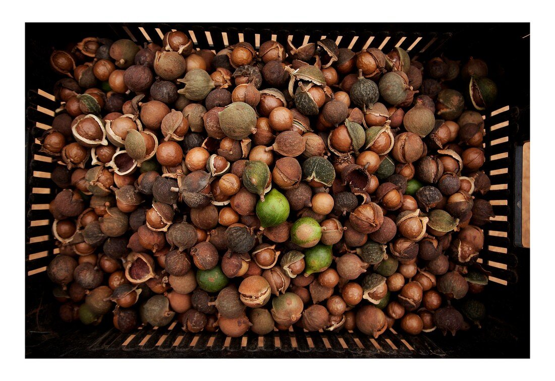 Macadamia nuts in a box