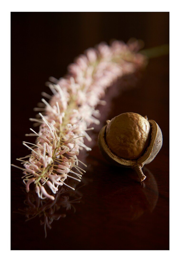Macadamia flower and a macadamia nut