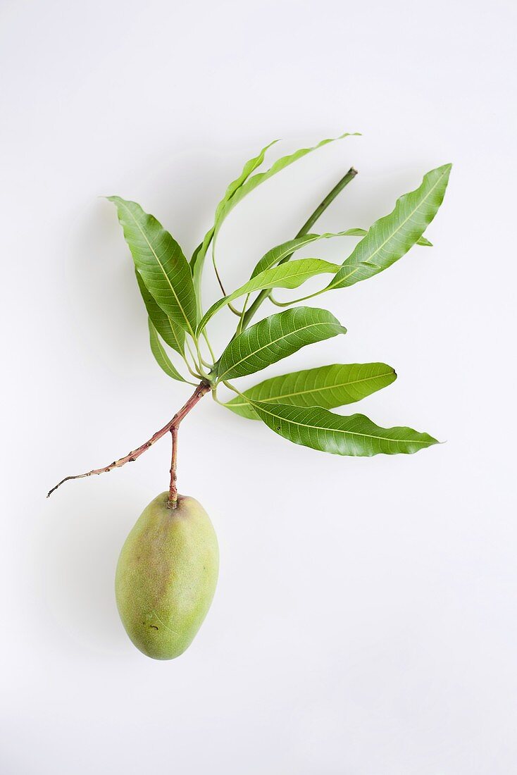 A green mango with leaves