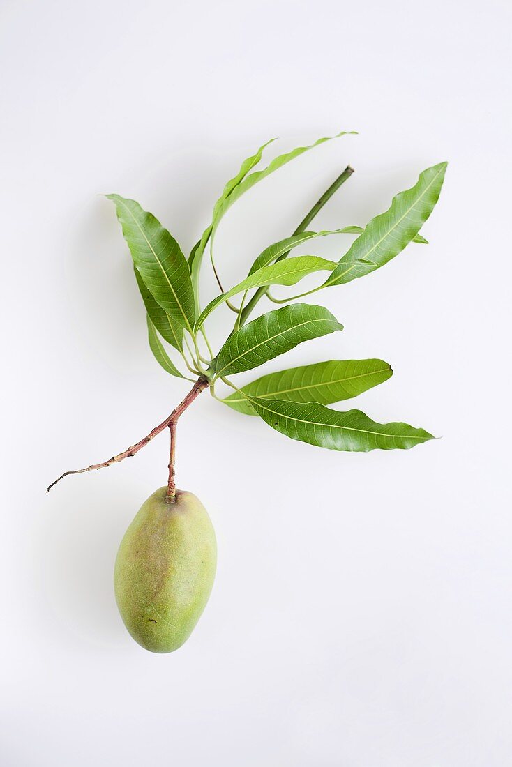Grüne Mango mit Blättern