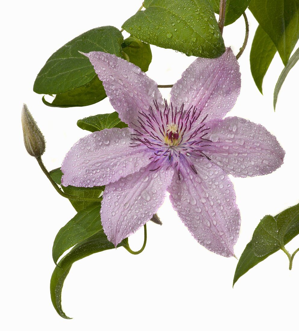 Clematis flower