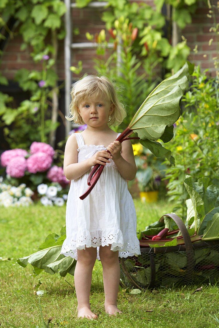 A little girl in a garden holding rhubarb