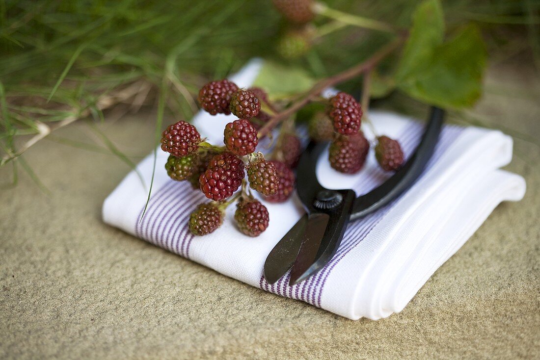 Blackberry sprigs and shears on a dish cloth