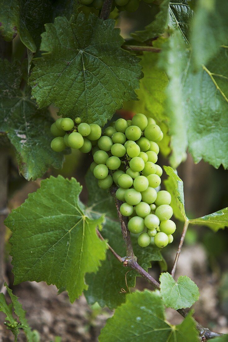 Champagne grapes, Reims, Champagne, France