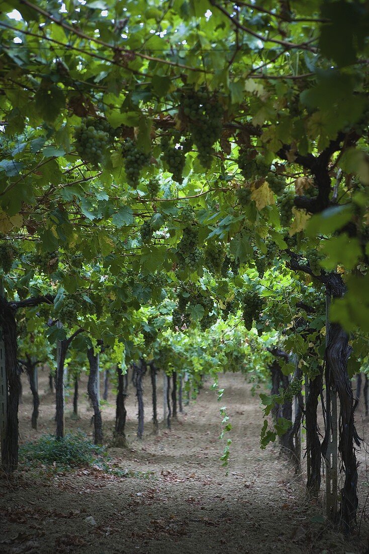 Weinberg vom Weingut Masciarelli, Abruzzo, Italien